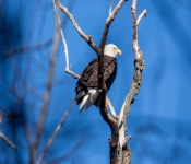 2016 11 21 RedWingEagles 009